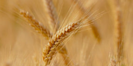 Bild für Kategorie Getreideerzeugnisse